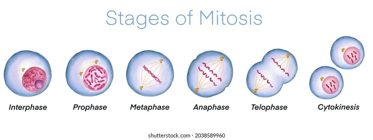Stages of mitosis